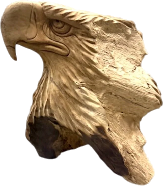 Adelaarskop teak, 55 cm