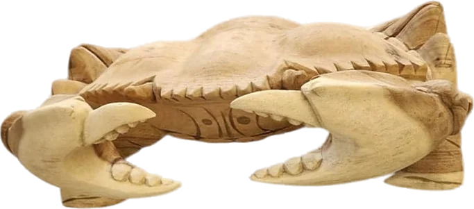 Krab suar, 40 cm